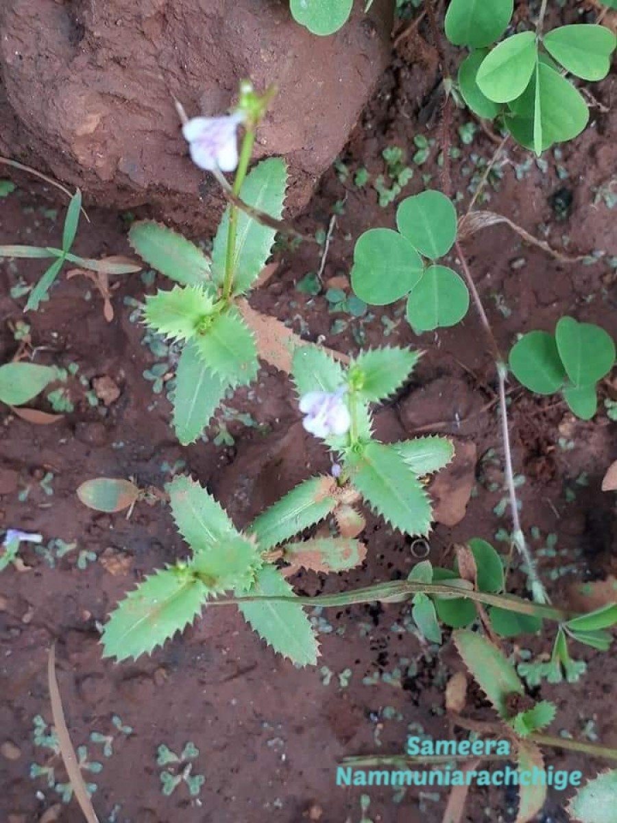 Bonnaya ciliata (Colsm.) Spreng.